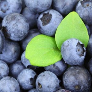 Organic Produce Auction